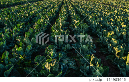 Broccoli plants growing in agricultural rows during golden hour, green vegetable crop in rural farmland, sustainable agriculture and healthy food production Broccoli plants growing in agricultural rows during golden hour, green vegetable crop in rural farmland, sustainable agriculture and healthy food production 134985646