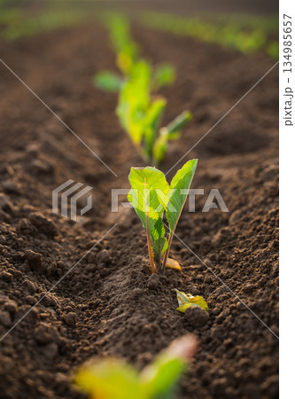 Close view of young cabbage seedling emerging from cultivated soil, sustainable farming, early plant growth and agricultural field background 134985657