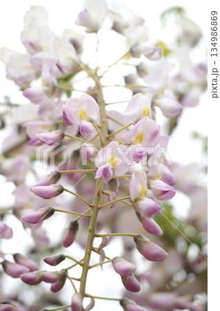 咲き始めのフジの花 咲き始めのフジの花 134986869