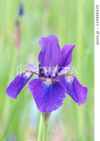 美しいブルーの花菖蒲 美しいブルーの花菖蒲 134986870