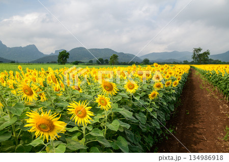 Sunflower field. Close up of sunflower on farm. Rural landscape at Lop buri 134986918