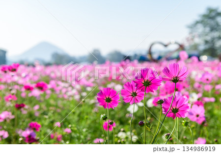 A delicate cluster of pink cosmos flowers reaching toward a clear, soft blue sky. The image highlights the elegance and simplicity of nature with bright petals A delicate cluster of pink cosmos flowers reaching toward a clear, soft blue sky. The image highlights the elegance and simplicity of nature with bright petals 134986919