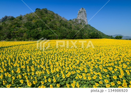 Sunflower Field with Mountain Landscape Under Dramatic Blue Sky.at Lop buri Thailand, sunflower background 134986920