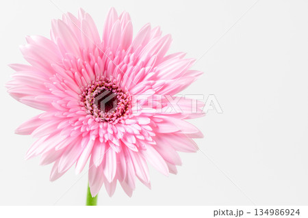 cute Pink Gerbera Daisy with Dew Drops on Petals Close up isolated on white cute Pink Gerbera Daisy with Dew Drops on Petals Close up isolated on white 134986924