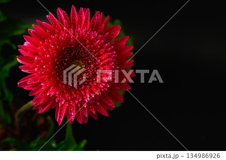 top view of Vibrant Red Gerbera Daisy with Dew Drops on Petals Close up isolated on black top view of Vibrant Red Gerbera Daisy with Dew Drops on Petals Close up isolated on black 134986926