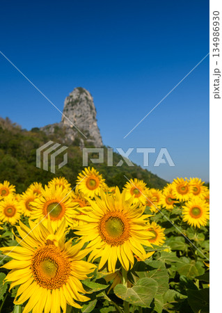A vibrant sunflower field glowing under a clear blue sky, capturing the warm energy and lively spirit of summer. A vibrant sunflower field glowing under a clear blue sky, capturing the warm energy and lively spirit of summer. 134986930