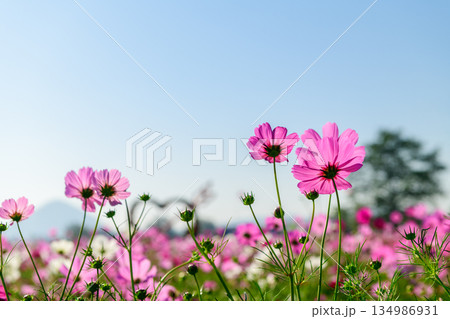 A delicate cluster of pink cosmos flowers reaching toward a clear, soft blue sky. A delicate cluster of pink cosmos flowers reaching toward a clear, soft blue sky. 134986931