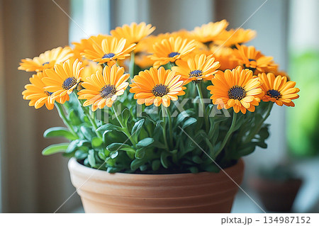 Perfect for home decor. Calendula plant with yellow flowers in pot on a white background. Close-up of a potted medicinal herb. Perfect for home decor. Calendula plant with yellow flowers in pot on a white background. Close-up of a potted medicinal herb. 134987152