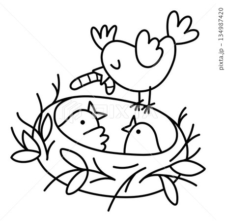 Vector line bird with worm in beak feeding nestlings in the nest. Farm or Easter village black and white illustration isolated on white background. Cute spring animal clipart or coloring page for Vector line bird with worm in beak feeding nestlings in the nest. Farm or Easter village black and white illustration isolated on white background. Cute spring animal clipart or coloring page for 134987420