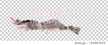 Left-facing shrimp straight 134987634