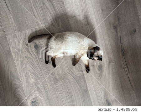 Siamese cat lying on wooden floor seen from above. Domestic calm, relaxed posture, everyday pet routine, and quiet home atmosphere in natural daylight. Siamese cat lying on wooden floor seen from above. Domestic calm, relaxed posture, everyday pet routine, and quiet home atmosphere in natural daylight. 134988059