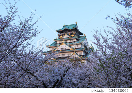 大阪城と桜の夕景 大阪城と桜の夕景 134988063