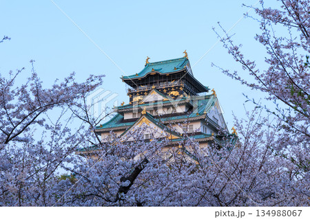 大阪城と桜の夕景 大阪城と桜の夕景 134988067