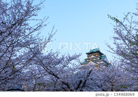 大阪城と桜の夕景 大阪城と桜の夕景 134988069