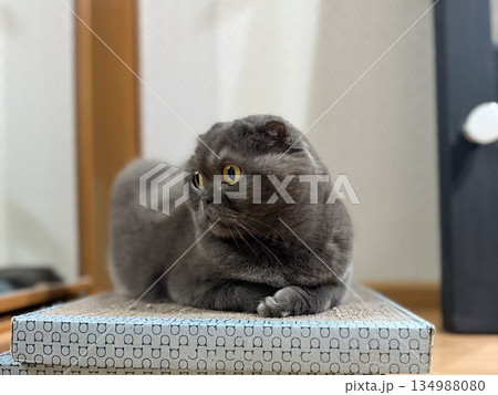 Gray Scottish fold cat resting on cardboard scratcher indoors. Domestic comfort, calm presence, and quiet companionship in everyday home life. 134988080