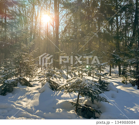 Young spruce trees covered with snow in sunlit winter forest. Soft light, natural depth, seasonal calm, pristine nature, and tranquil woodland atmosphere. Young spruce trees covered with snow in sunlit winter forest. Soft light, natural depth, seasonal calm, pristine nature, and tranquil woodland atmosphere. 134988084
