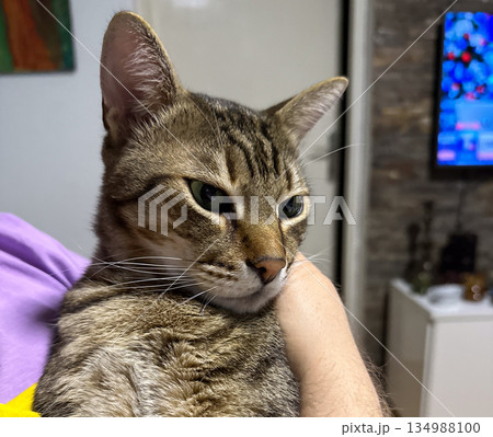 Tabby cat resting calmly in human arms at home. Trustful companionship, gentle closeness, domestic comfort, emotional bond, and quiet everyday connection in cozy interior setting. 134988100