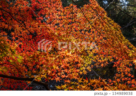 新城市の愛知県民の森の風景(愛知県) 134989038