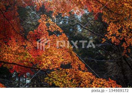 新城市の愛知県民の森の風景(愛知県) 134989172
