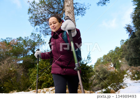 Woman Hiker Trekking Through Snowy Forest With Poles On Winter Adventure Woman Hiker Trekking Through Snowy Forest With Poles On Winter Adventure 134989493
