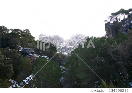 Snowy Mountain Forest Scene With Rugged Rocks And Pine Trees In Misty Winter Light 134990252
