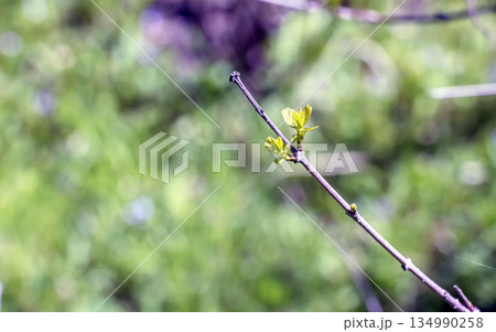 Young, spring Chimonanthus praecox leaves and buds, close up shot. Beautiful day in early spring. 134990258