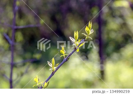 Young, spring Chimonanthus praecox leaves and buds, close up shot. A beautiful day in early spring. Young, spring Chimonanthus praecox leaves and buds, close up shot. A beautiful day in early spring. 134990259
