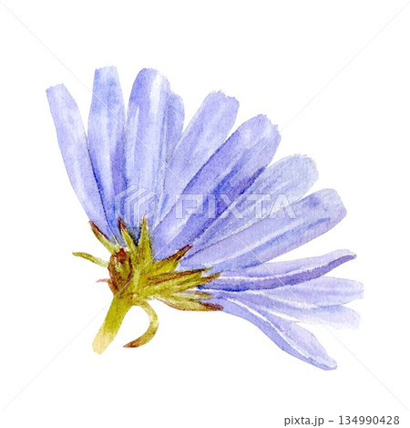 A chicory powder drink with sliced roots and pastel blue flowers, watercolor illustration. A simple style clipart of a caffeine-free coffee substitute for healthy eating and vegan diet designs. 134990428