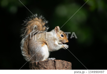 Eastern gray squirrel holds and eats a nut while perched on a tree stump 134990497