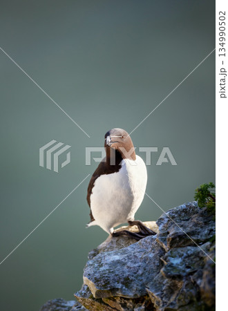 Razorbill seabird perched on cliff edge by ocean Razorbill seabird perched on cliff edge by ocean 134990502