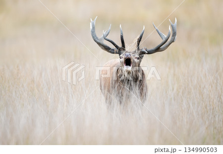 Portrait of a red deer stag roaring during rutting season in autumn Portrait of a red deer stag roaring during rutting season in autumn 134990503