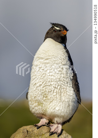 Portrait of Southern rockhopper penguin standing on rock in Falkland Islands Portrait of Southern rockhopper penguin standing on rock in Falkland Islands 134990518
