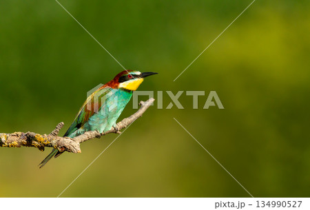 Colorful European bee-eater perched on tree branch during summer Colorful European bee-eater perched on tree branch during summer 134990527