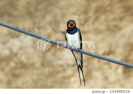 Portrait of Barn Swallow calling while perched on wire 134990529