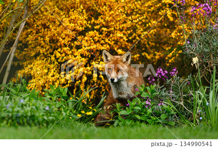 Red fox standing on green grass in flower garden Red fox standing on green grass in flower garden 134990541