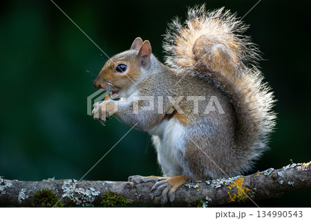 Portrait of cute grey squirrel eating nut on tree branch 134990543