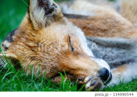 Portrait of a beautiful red fox sleeping on a vibrant green grass Portrait of a beautiful red fox sleeping on a vibrant green grass 134990544