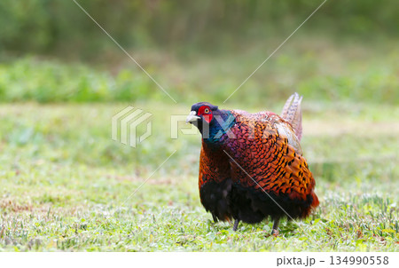 Portrait of a male common pheasant foraging for food in meadow 134990558