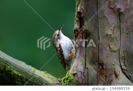 Eurasian treecreeper climbing tree trunk in forest Eurasian treecreeper climbing tree trunk in forest 134990559