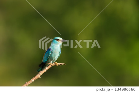 European Roller perching on a tree branch in summer European Roller perching on a tree branch in summer 134990560