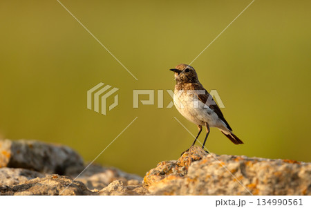 Pied Wheatear female perched on rock Pied Wheatear female perched on rock 134990561