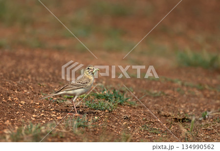 Greater short-toed lark in its natural habitat holding a green caterpillar in its beak for feeding chicks Greater short-toed lark in its natural habitat holding a green caterpillar in its beak for feeding chicks 134990562