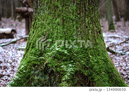 Bright green moss thrives on the bark of a robust tree. Patches of fresh, powdery snow delicately decorate the moss in this wondrous Woodland scene Bright green moss thrives on the bark of a robust tree. Patches of fresh, powdery snow delicately decorate the moss in this wondrous Woodland scene 134990630