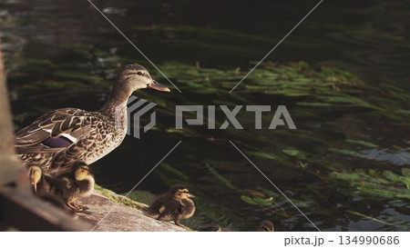 Duck with young ducklings near a pond in a big city. Nature in a modern place. Animals and people together France,Strasbourg. 134990686