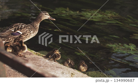Duck with young ducklings near a pond in a big city. Nature in a modern place. Animals and people together France,Strasbourg. 134990687
