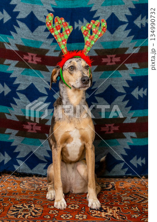 spotted dog in Christmas outfit, with checkered antlers on its head. Christmas ornament. spotted dog in Christmas outfit, with checkered antlers on its head. Christmas ornament. 134990732