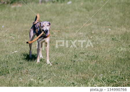 carefree spotted dog runs around green field in park and nibbles on stick. greyhound on walk. carefree spotted dog runs around green field in park and nibbles on stick. greyhound on walk. 134990766