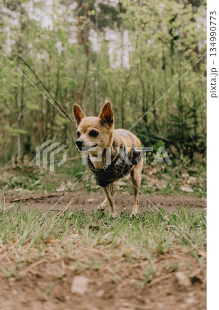 small dog on three paws stands on forest road overgrown with grass. pet is wearing a sweater. small dog on three paws stands on forest road overgrown with grass. pet is wearing a sweater. 134990773