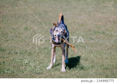 carefree spotted dog runs around green field in park and nibbles on stick. greyhound on walk. carefree spotted dog runs around green field in park and nibbles on stick. greyhound on walk. 134990775