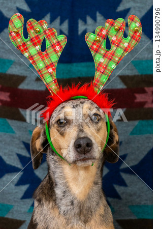 spotted dog in Christmas outfit, with checkered antlers on its head. Christmas ornament.  134990796